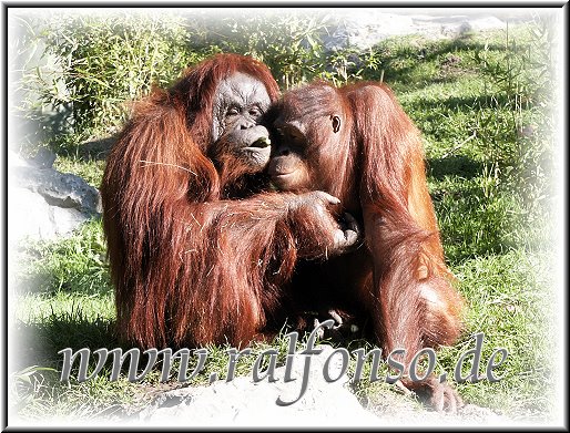 Aus meiner Fotoserie Tierportraits